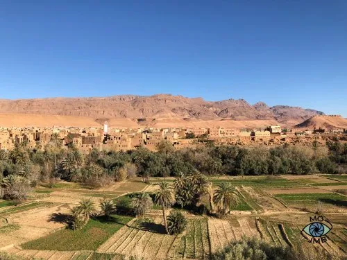 PALMERAL DE TINERHIR O TINGHIR