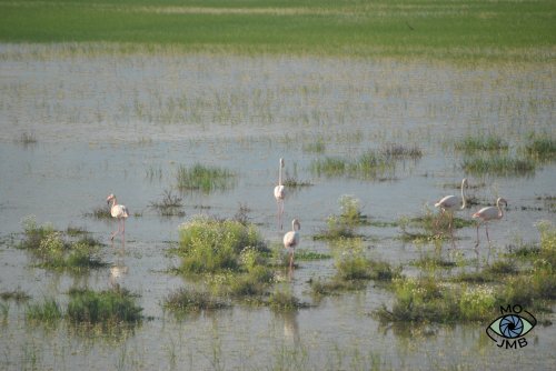 FAMILIA DE FLAMENCOS